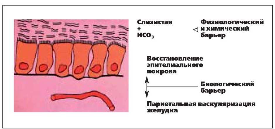 Слизистые оболочки связаны Слизистые оболочки связаны