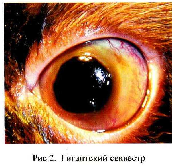 Секвестр глаза кошка лечение