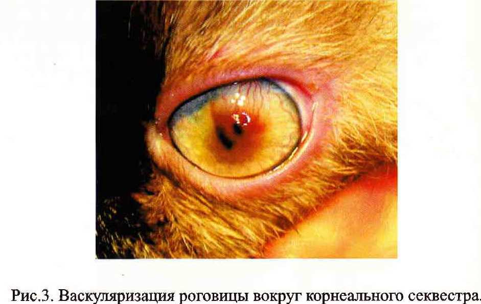 Секвестр глаза кошка лечение thumbnail