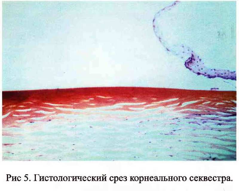 Секвестр роговицы у кошки без операции