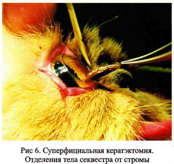 Секвестр роговицы у кошки без операции