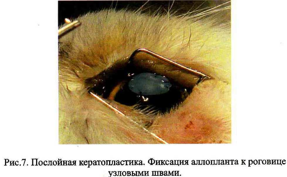 Секвестр на глазу у кошки лечение без операции
