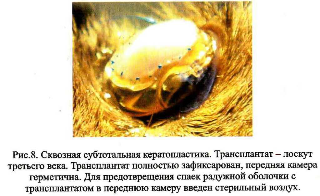 Секвестр роговицы у кошки без операции