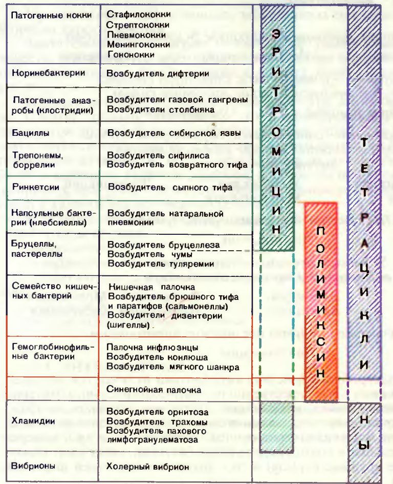 спектр антимикробного действия