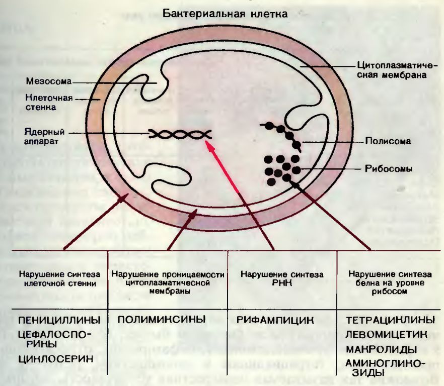 механизм действия антибиотиков