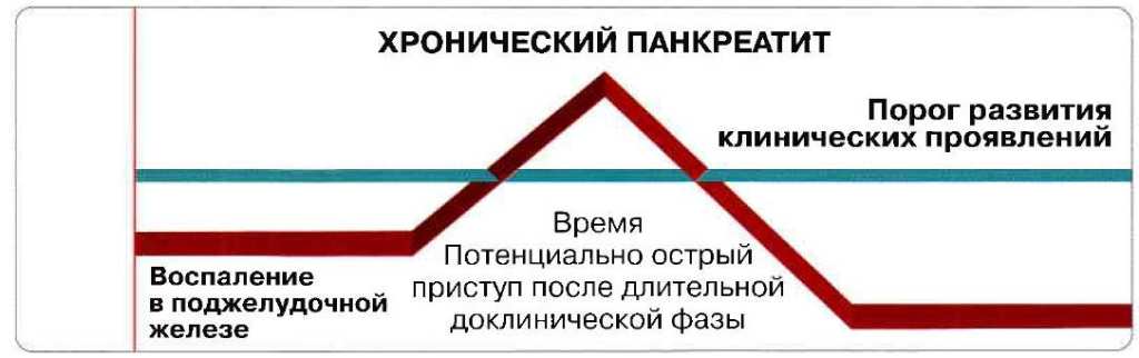 Поджелудочная железа собаки рисунок