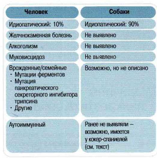 Поджелудочная железа собаки рисунок